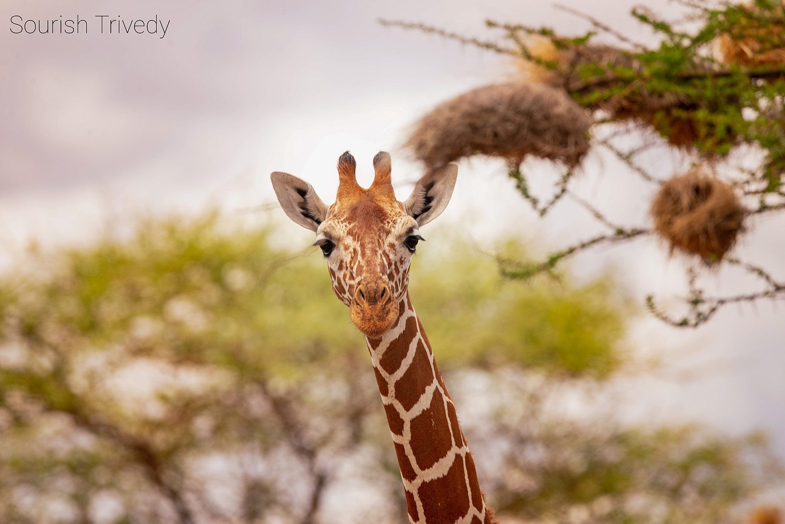 A reticulated giraffe browsing among acacia in Samburu