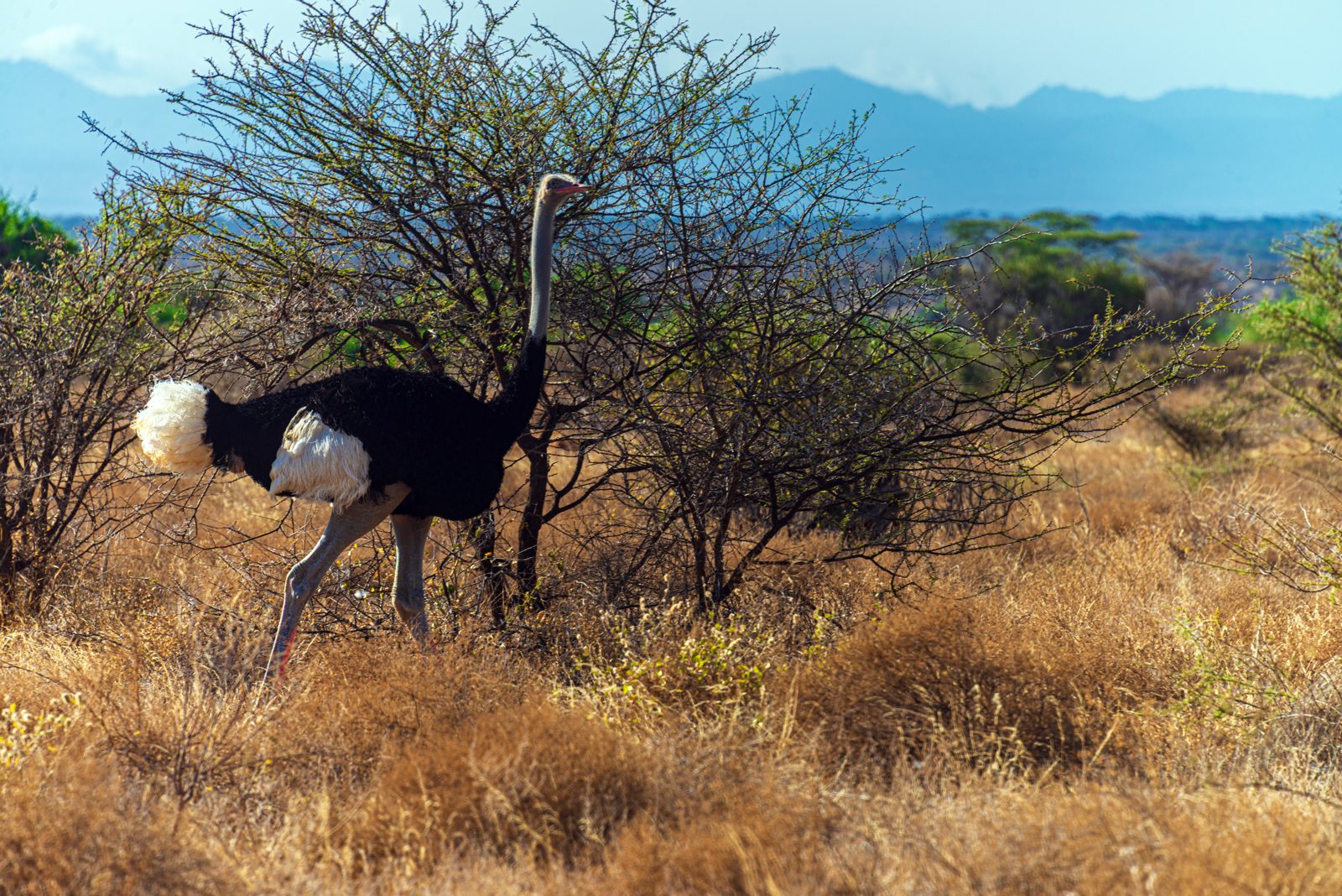 Open plains and distant hills of Samburu National Reserve at golden hour