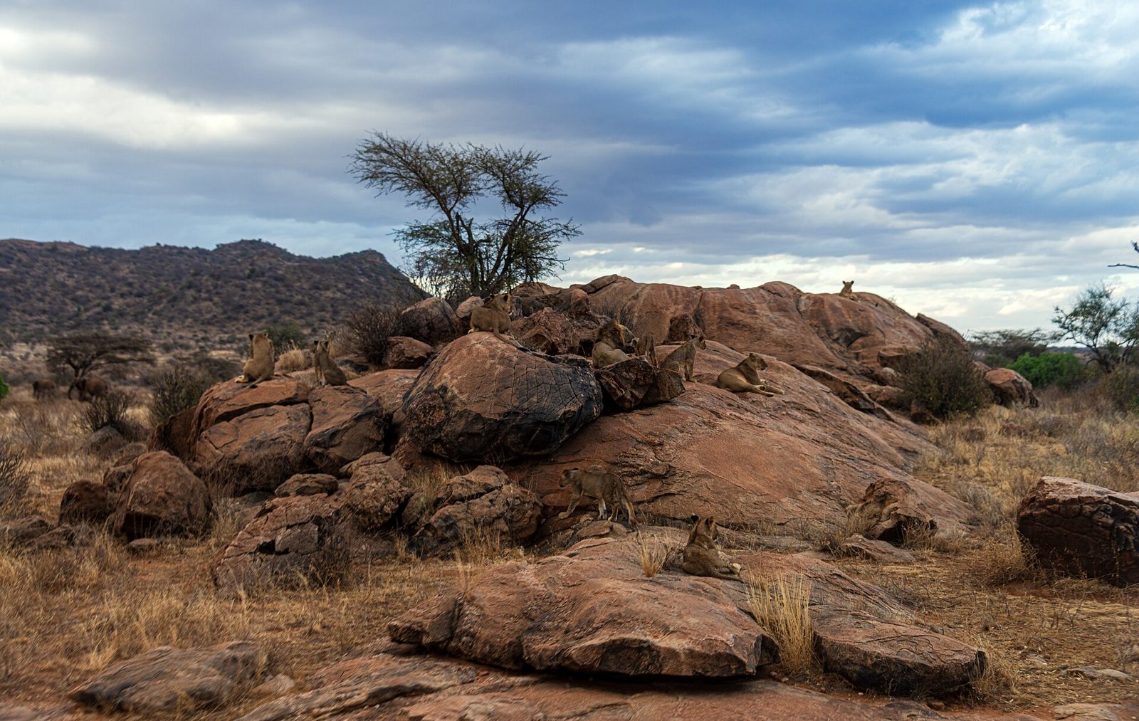 A pride of lions resting on a rock outcrop in Samburu National Reserve
